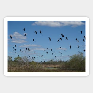 Birds in Flight Sticker